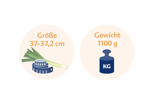 Ein Vergleich zweier Gegenstände: eine grüne Zwiebel mit einem Maßband daneben und eine blaue Waage mit dem Buchstaben "KG" darauf.