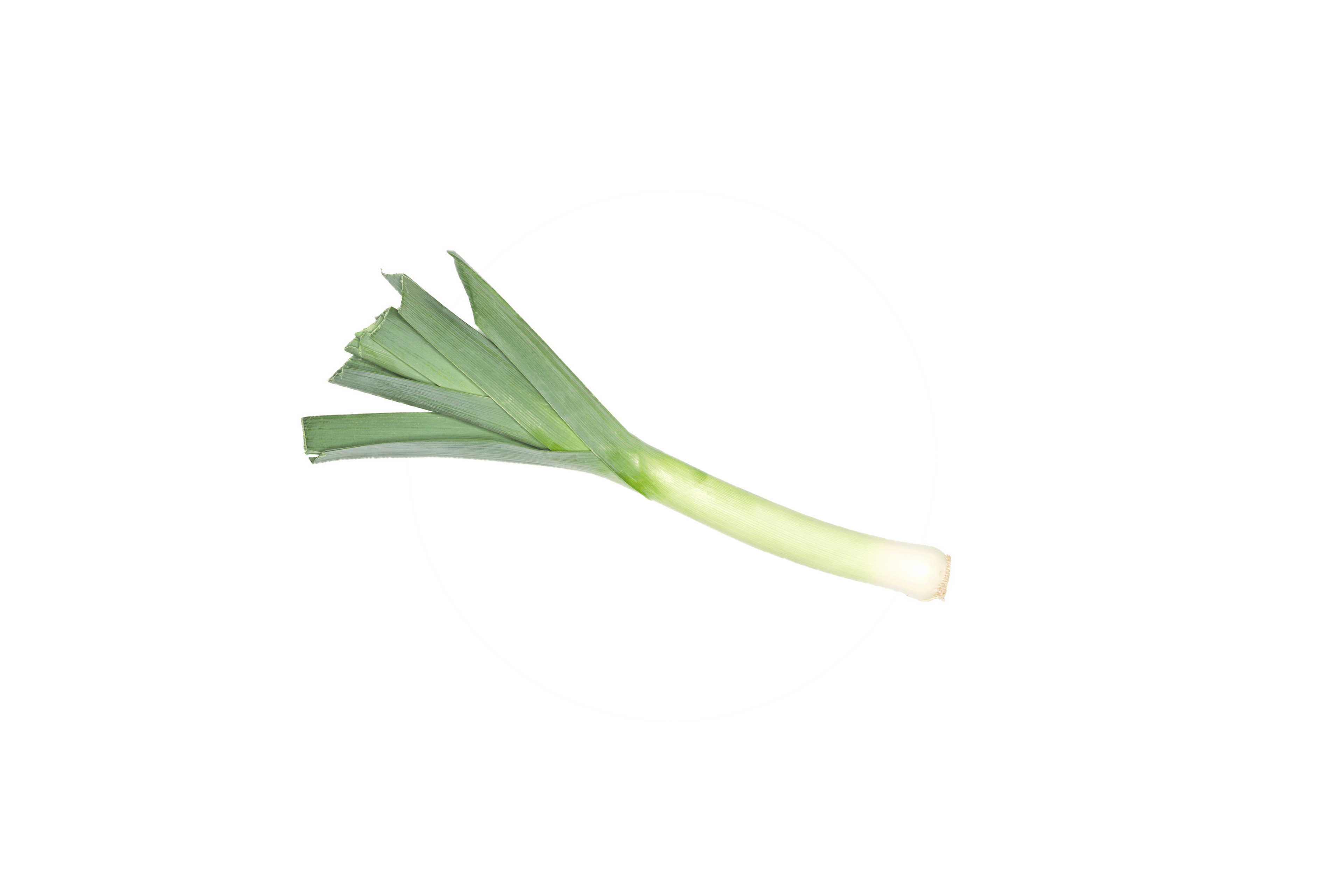 Eine grüne Zwiebel mit ihren Blättern.