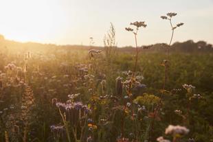 Blühende Wildblumenwiese im warmen Abendlicht, die natürliche, nachhaltige Umgebung für HiPP Bio-Zutaten zeigt