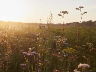 Blühende Wildblumenwiese im warmen Abendlicht, die natürliche, nachhaltige Umgebung für HiPP Bio-Zutaten zeigt