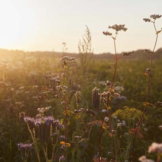 Blühende Wildblumenwiese im warmen Abendlicht, die für natürliche, nachhaltige Umgebung und behutsame Familienwerte steht