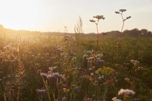 Blühende Wildblumenwiese im warmen Abendlicht, die natürliche, nachhaltige Umgebung für HiPP Bio-Zutaten zeigt