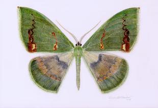 Aquarell-Schmetterling: Smaragdspinner Rhodochlora claushippi