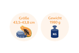 Ein Vergleich zwischen der Größe einer Person (43,5-43,8 cm) und dem Gewicht einer Papaya (1980 g).