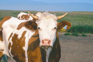 Bio-Rind mit Ohrmarke auf weiter Weide, Symbol für artgerechte, kontrollierte Tierhaltung bei HiPP