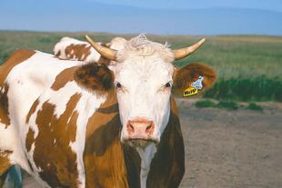 Bio-Rind mit Ohrmarke auf weiter Weide, Symbol für artgerechte, kontrollierte Tierhaltung bei HiPP