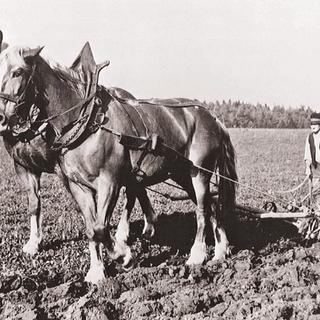 Farmer ploughing soil with horse-drawn carriage, historical photo