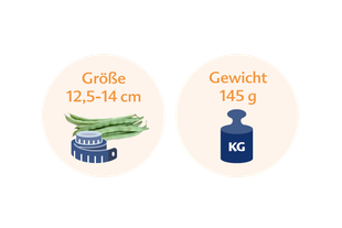 Ein Vergleich zwischen der Höhe der grünen Bohnen (12,5-14 cm) und ihrem Gewicht (145 g) in Kilogramm.