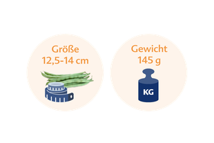 Ein Vergleich zwischen der Höhe der grünen Bohnen (12,5-14 cm) und ihrem Gewicht (145 g) in Kilogramm.