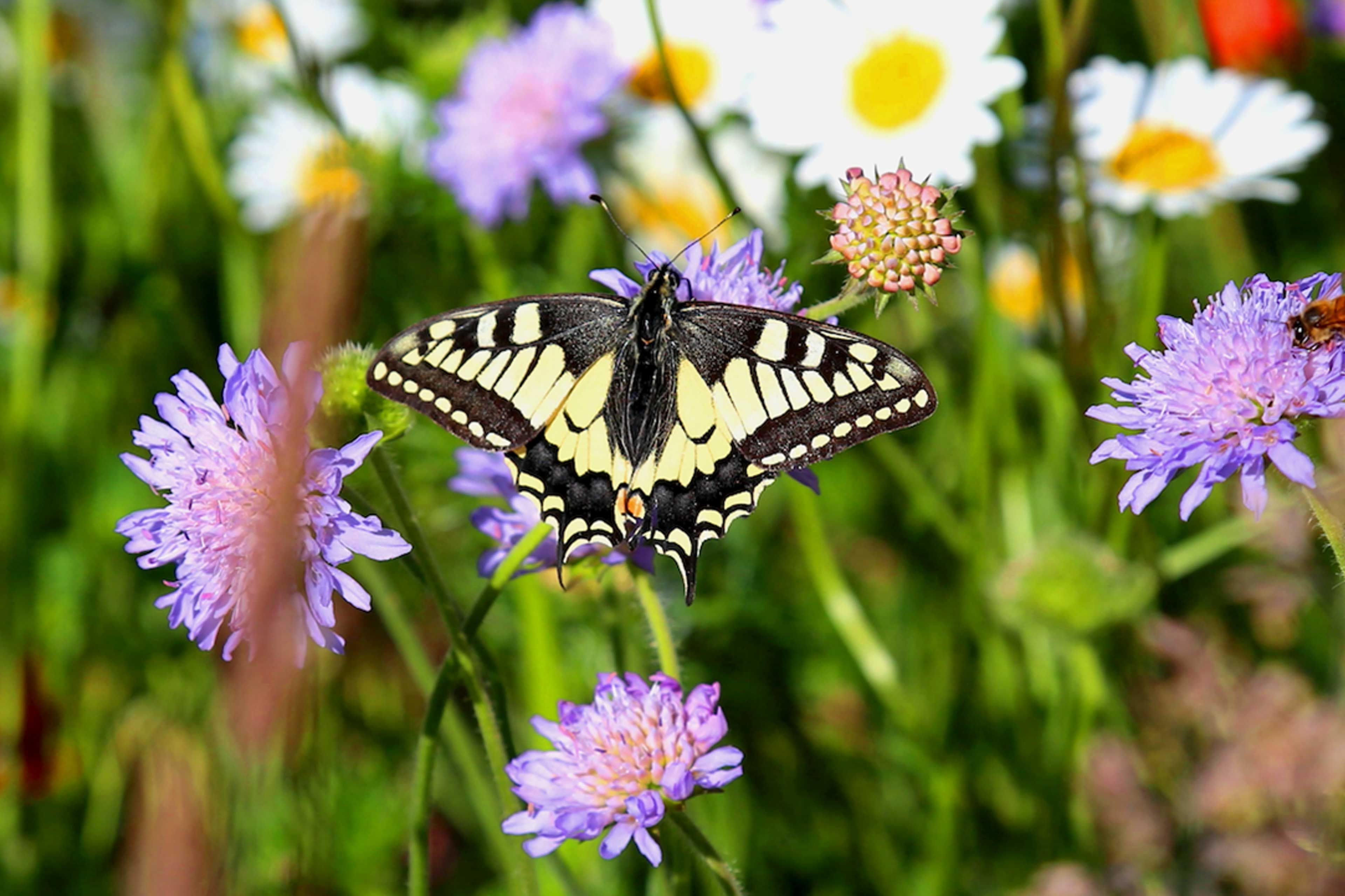 schwarz-gelber Schmetterling