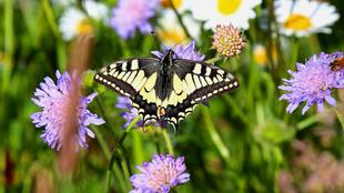 schwarz-gelber Schmetterling