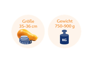 Ein Butternusskürbis und eine blaue Waage mit einer Größe von 35-36 cm bzw. 750-900 g.