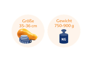 Ein Butternusskürbis und eine blaue Waage mit einer Größe von 35-36 cm bzw. 750-900 g.