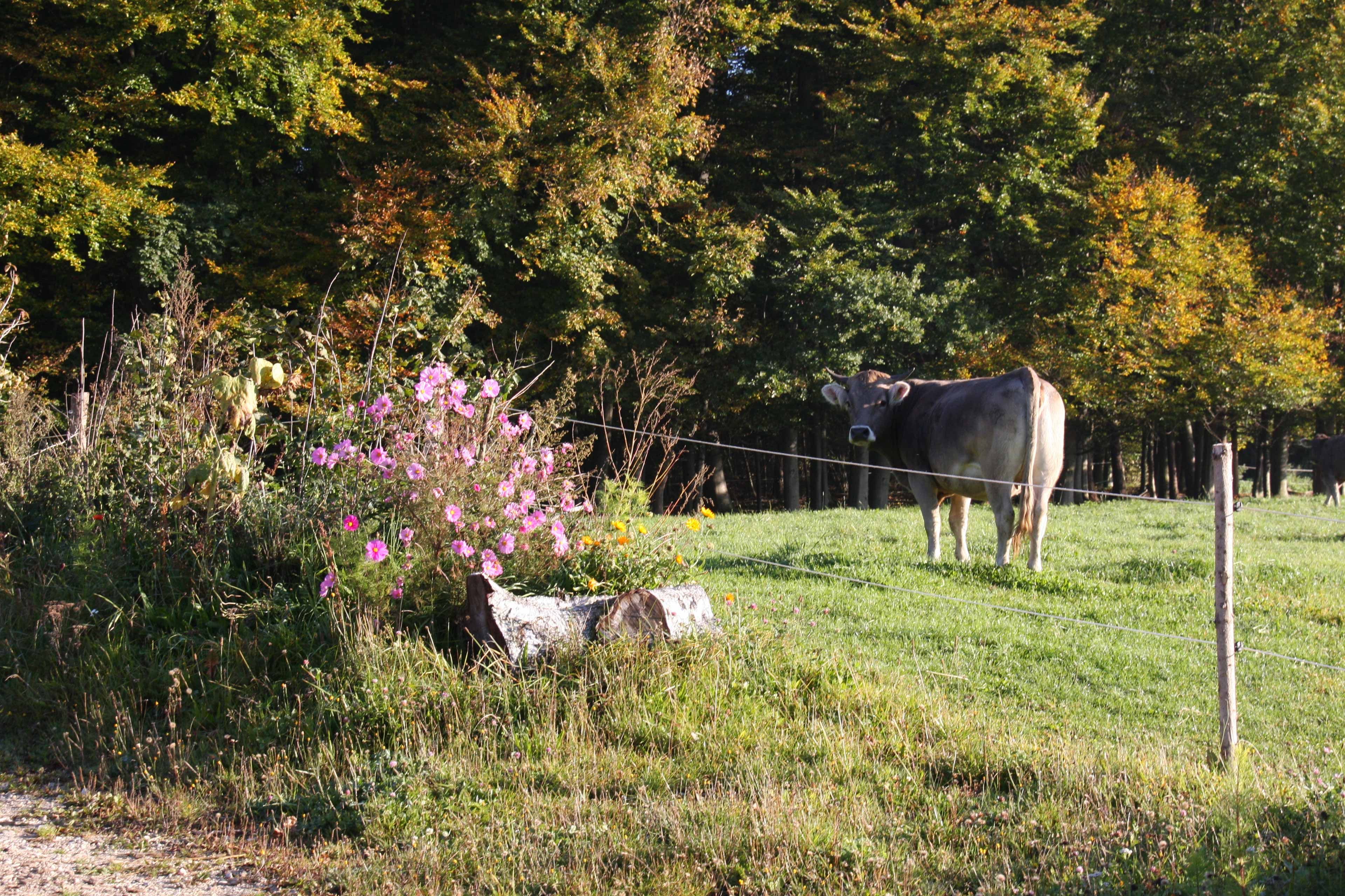 Eine ruhige Landschaftsszene mit einer Kuh, die auf einer Wiese weidet, umgeben von einer Vielzahl von Pflanzen und Bäumen, die herbstliche Farben aufweisen.