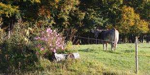 Eine ruhige Landschaftsszene mit einer Kuh, die auf einer Wiese weidet, umgeben von einer Vielzahl von Pflanzen und Bäumen, die herbstliche Farben aufweisen.