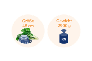 Ein Vergleich zwischen der Höhe eines grünen Gemüses, die 48 cm beträgt, und seinem Gewicht, das 2900 g beträgt.
