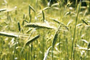 Nahaufnahme von grünen Weizenhalmen auf einem Feld, die in Sonnenlicht getaucht sind.