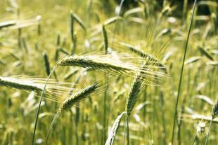 Nahaufnahme von grünen Weizenhalmen auf einem Feld, die in Sonnenlicht getaucht sind.
