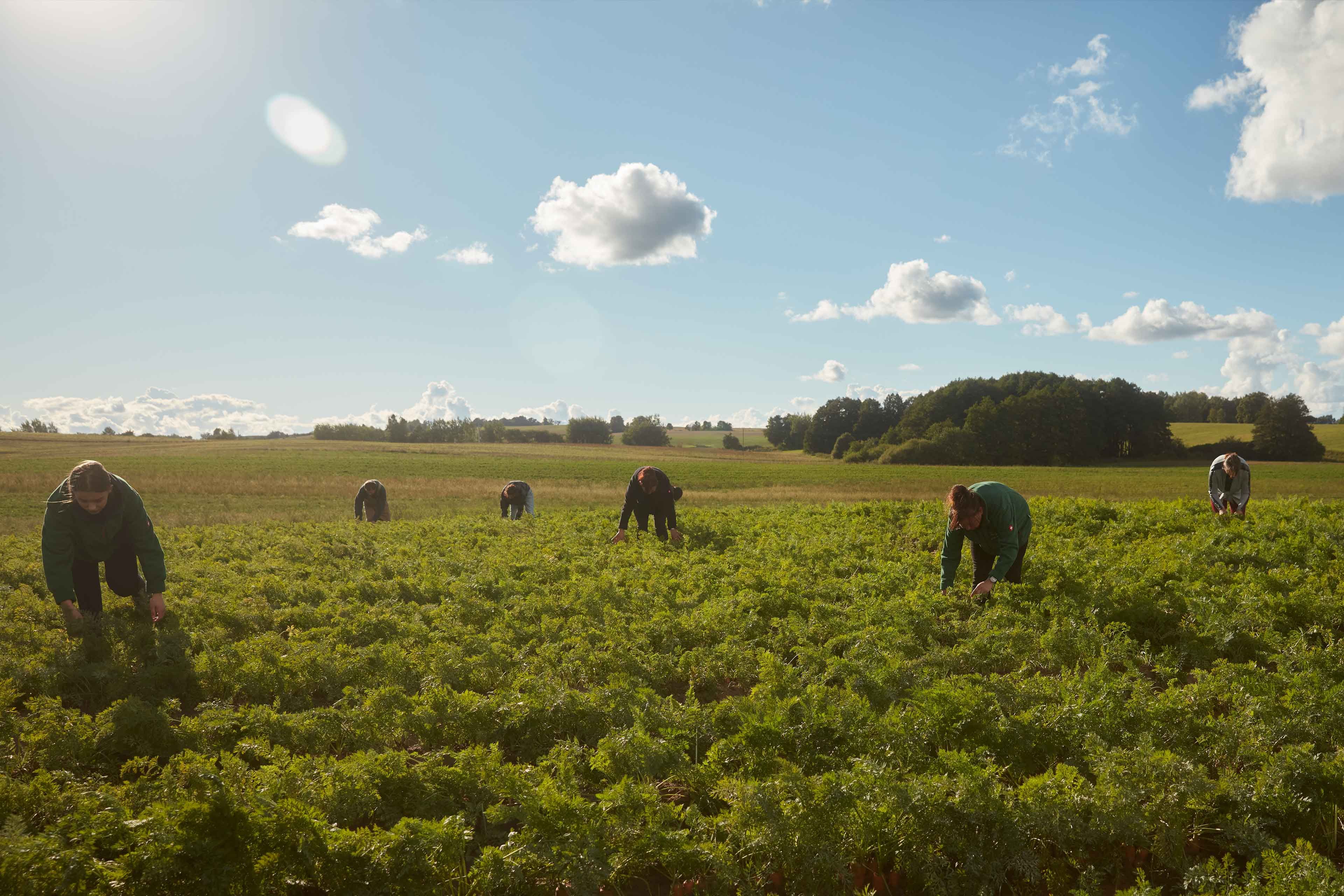 Mehrere Bio-Landwirte ernten Karotten auf einem weiten, sonnigen Feld – gemeinsamer Einsatz für HiPP Bio-Spitzenqualität.