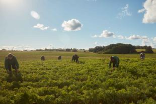 Mehrere Bio-Landwirte ernten Karotten auf einem weiten, sonnigen Feld – gemeinsamer Einsatz für HiPP Bio-Spitzenqualität.