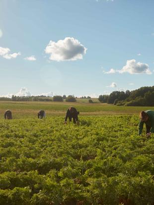 Mehrere Bio-Landwirte ernten Karotten auf einem weiten, sonnigen Feld – gemeinsamer Einsatz für HiPP Bio-Spitzenqualität.