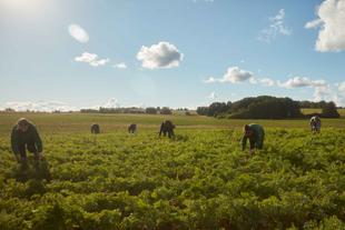 Mehrere Bio-Landwirte ernten Karotten auf einem weiten, sonnigen Feld – gemeinsamer Einsatz für HiPP Bio-Spitzenqualität.