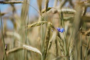 Eine Nahaufnahme von grünen Weizenhalmen mit blauen Blüten dazwischen.