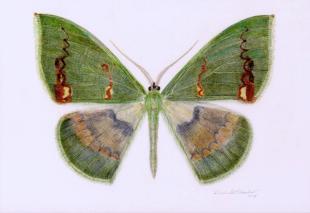 Watercolor Butterfly Green Moth Rhodochlora claushippi