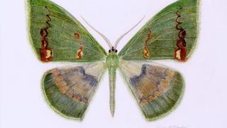 Watercolor Butterfly Green Moth Rhodochlora claushippi