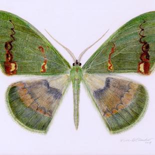 Aquarell Rhodochlora claushippi