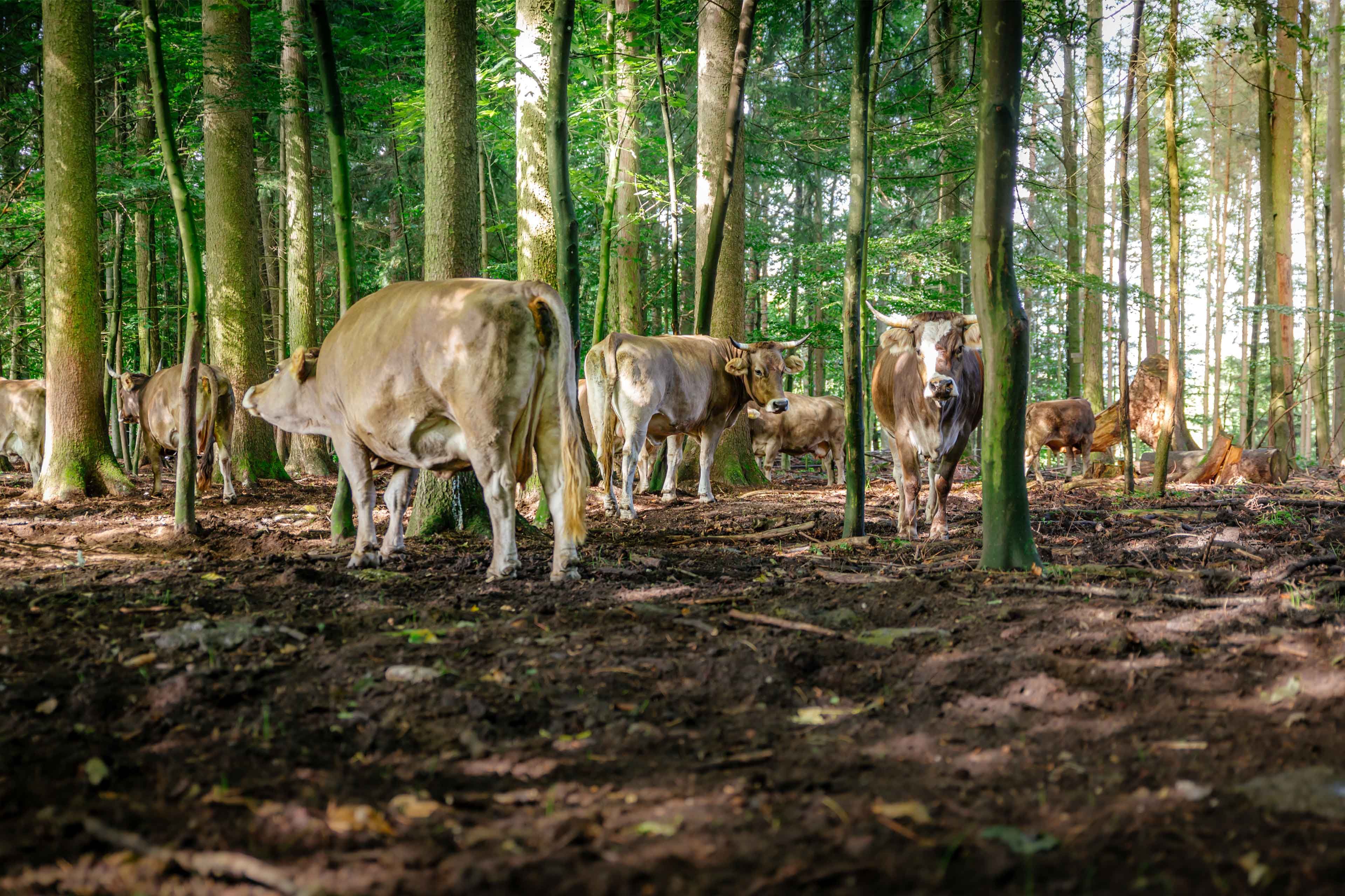 Kühe in einer Waldlandschaft, umgeben von Bäumen.