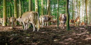 Kühe in einer Waldlandschaft, umgeben von Bäumen.