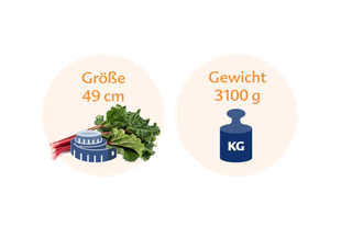 Vergleich zwischen der Höhe einer Rhabarberpflanze, die 49 cm beträgt, und ihrem Gewicht, das 3100 g beträgt.