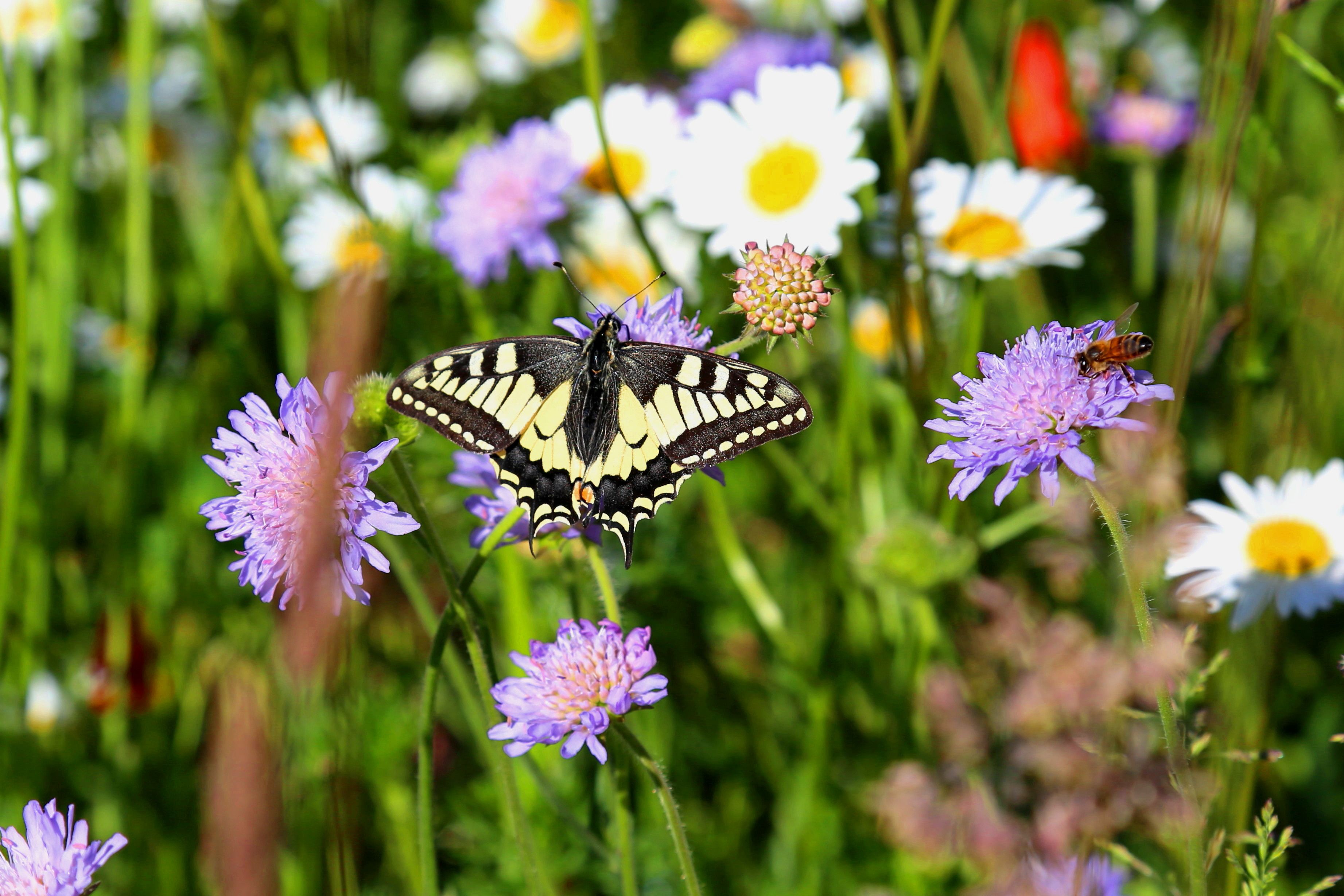 Schwarz-gelber Schmetterling zwischen Blumen