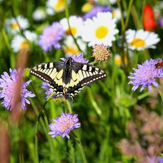 Schwarz-gelber Schmetterling zwischen Blumen