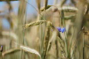 Nahaufnahme eines Weizenfeldes mit goldgelben Körnern und einer einzelnen blauen Blüte inmitten der grünen Halme.