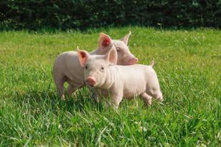 Zwei junge Bio-Schweine stehen gemeinsam auf einer grünen Weide und genießen ihren Auslauf.