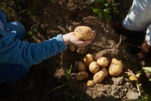 Kinderhand hält frisch geerntete Kartoffel über einem Beet mit weiteren Bio-Kartoffeln im Erdreich