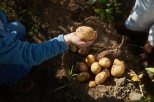 Kinderhand hält frisch geerntete Kartoffel über einem Beet mit weiteren Bio-Kartoffeln im Erdreich