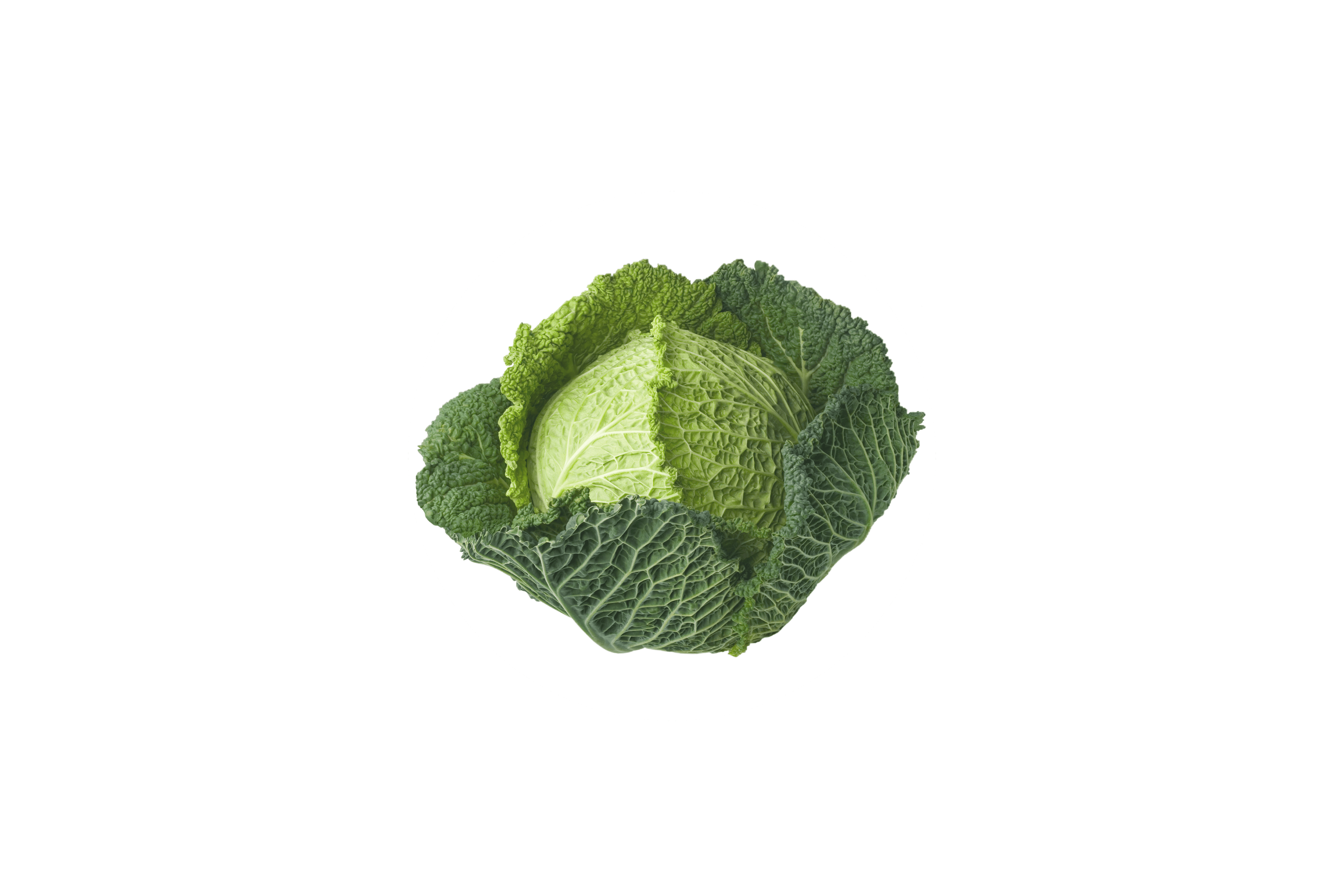 Ein leuchtend grüner Kohl mit komplizierten Adermustern vor einem weißen Hintergrund.