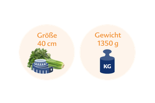 Vergleich zwischen der Höhe einer Selleriestange, die 40 cm beträgt, und ihrem Gewicht, das 1350 g beträgt.