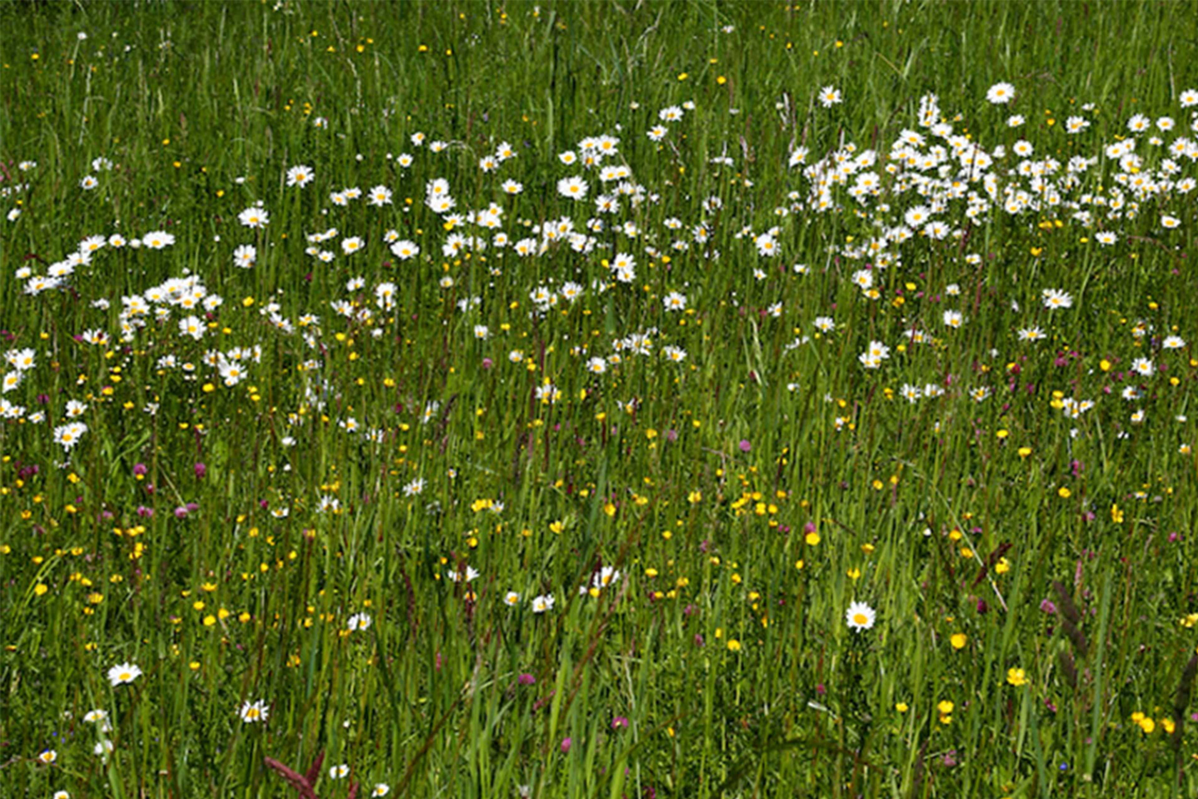 Wiese mit Gänseblümchen