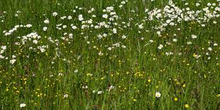 Wiese mit Gänseblümchen