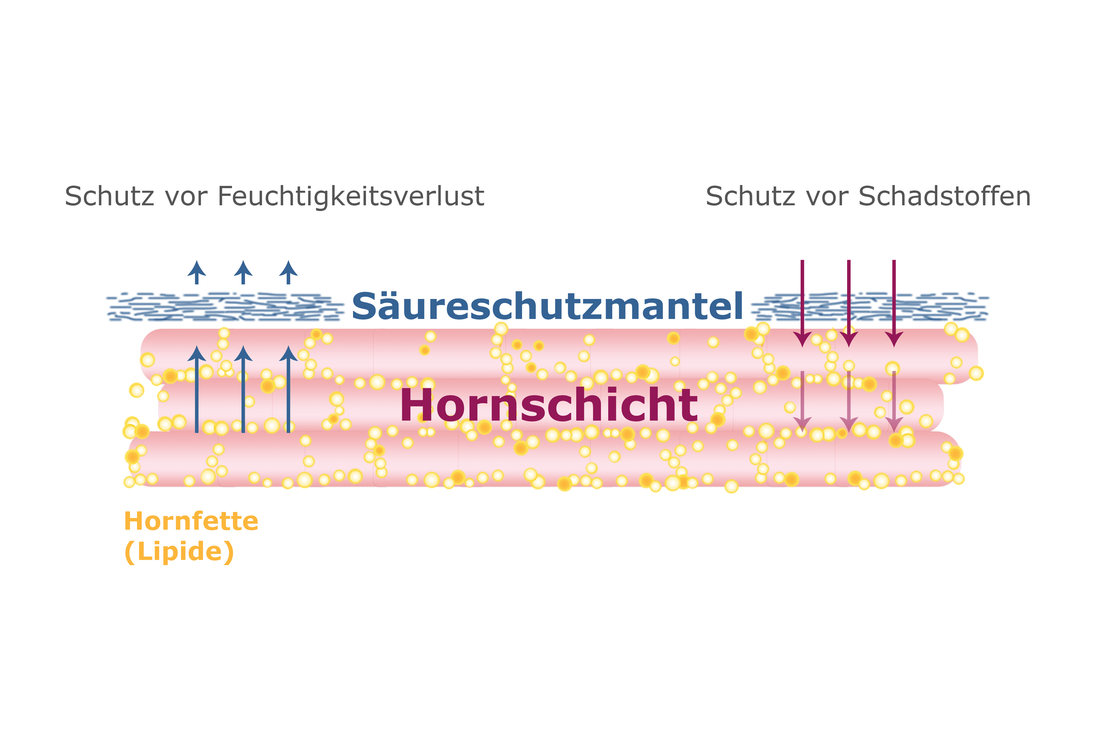 Der Prozess des "Schutzes vor Feuchigkeitsverlust" und des "Schutzes vor Schadstoffen" in einer Schichtstruktur, wobei Pfeile auf die "Hornschicht" und die sie umgebenden Schichten "Saureschuzmantel" und "Hornfette" hinweisen.