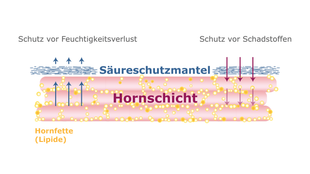 Der Prozess des "Schutzes vor Feuchigkeitsverlust" und des "Schutzes vor Schadstoffen" in einer Schichtstruktur, wobei Pfeile auf die "Hornschicht" und die sie umgebenden Schichten "Saureschuzmantel" und "Hornfette" hinweisen.