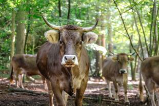Original Braunvieh-Rinderherde auf dem Ehrensberger Hof, artgerecht im lichten Wald lebend als Lebensraum für bedrohte Rassen.