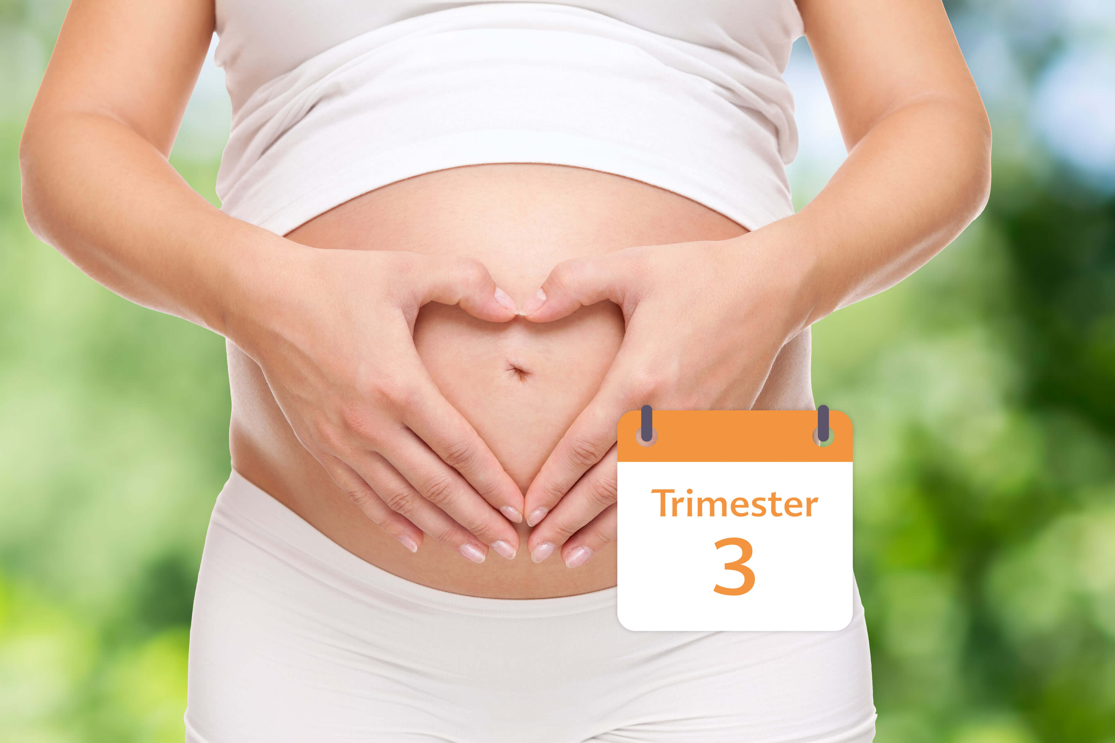 Eine Nahaufnahme des Bauches einer schwangeren Frau, deren Hand ihn sanft berührt, und ein Kalender, der "Trimester 2" anzeigt.