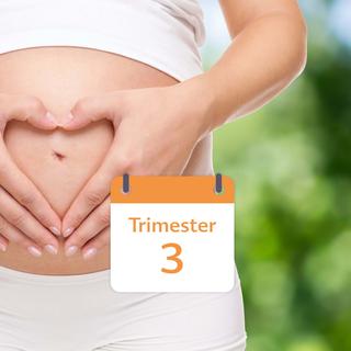 Eine Nahaufnahme des Bauches einer schwangeren Frau, deren Hand ihn sanft berührt, und ein Kalender, der "Trimester 2" anzeigt.