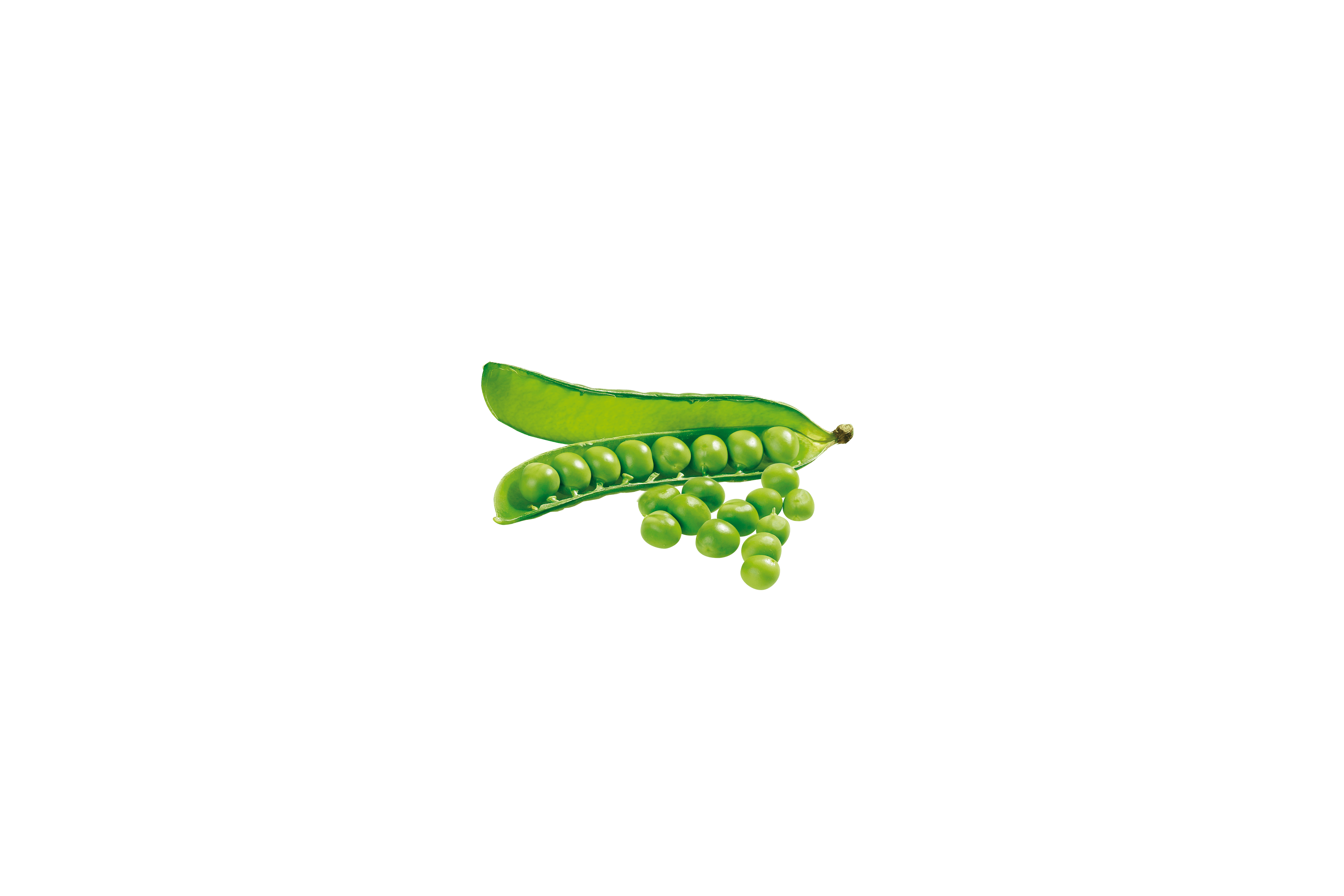 Eine grüne Erbsenschote mit mehreren Erbsen, die vor einem weißen Hintergrund ausgebreitet sind.