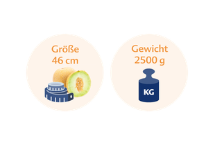  	Eine gelbe Frucht mit der Aufschrift "Größe" mit einer Größe von 46 cm und einem Gewicht von 2500 g, daneben eine blaue Gewichtsangabe mit der Aufschrift "KG".